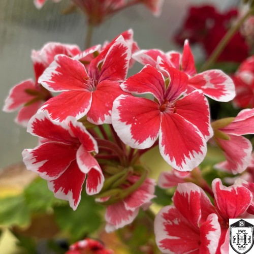 Pelargonium 'Mr. Wren' - Pelargoon 'Mr. Wren' P9/0,55L